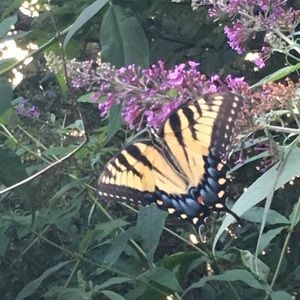 Meet your Posher, Robin